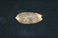 藏品(榧螺)的圖片